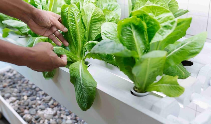 Kitchen farming hydroponic lettuce system