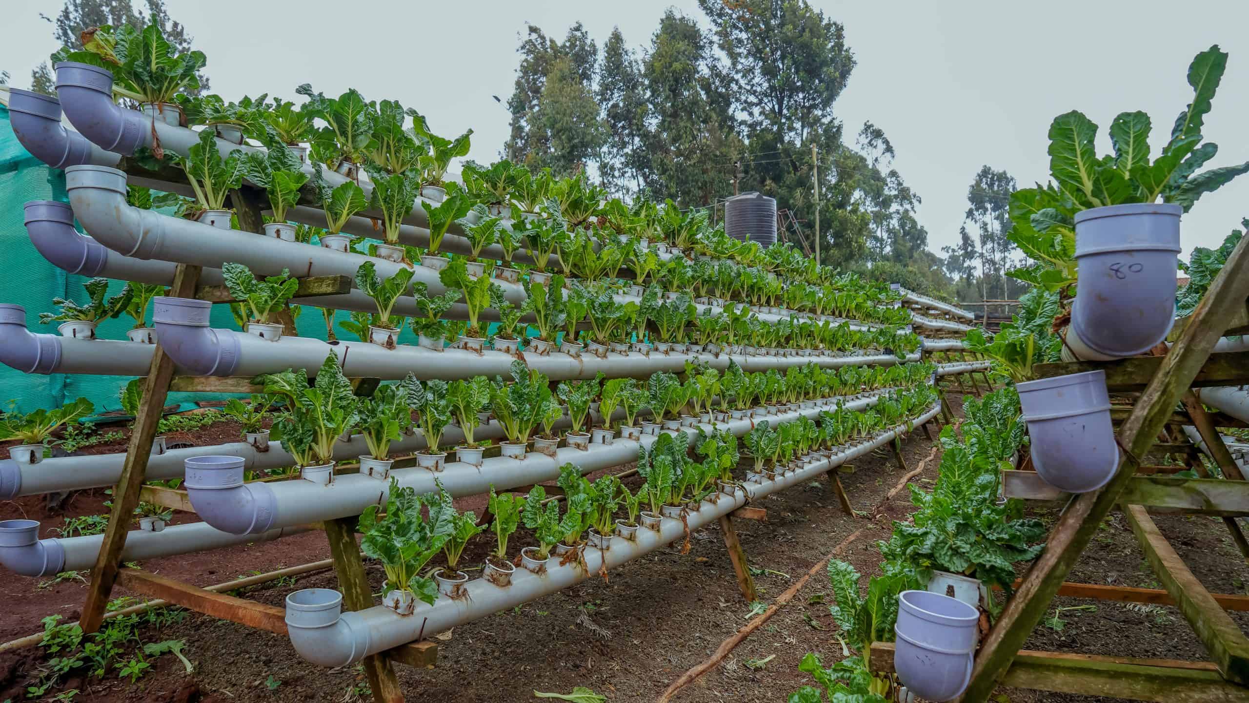 Professional greenhouse with hydroponic systems